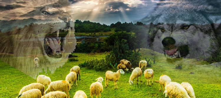 Bài học về quản lý con người từ câu chuyện Nhà vua và bầy cừu